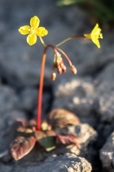Chylisma scapoidea