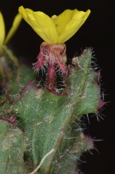 Camissoniopsis hirtella; this species epithet refers to its hairs