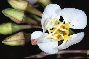 Chylismia claviformis