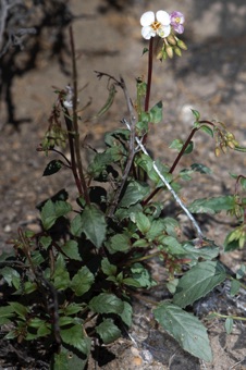 Chylismia claviformis