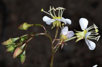 Chylismia claviformis