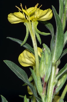 Oenothera villosa - with hypanthium purposefully partially split to show style is free within this elongated floral cup