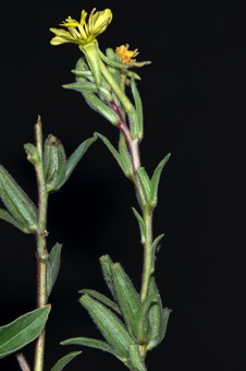 Oenothera villosa