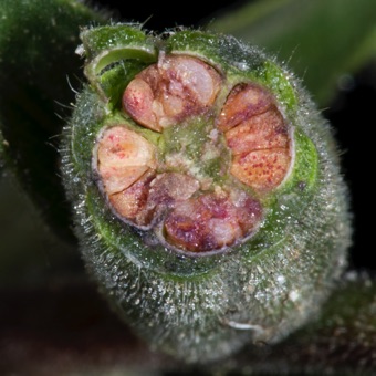 Oenothera villosa - section through 4 carpellate inferior ovary