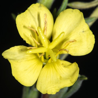 Oenothera villosa