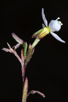 Gayophytum; flowers are ~ 5 mm across