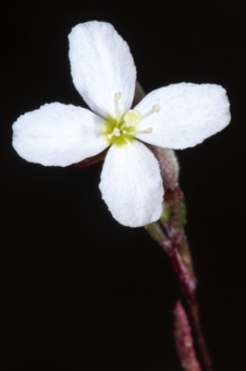 Gayophytum
