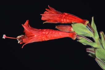 Epilobium (Zauschneria) garrettii