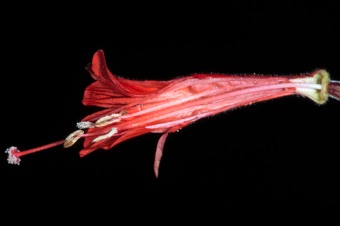 Epilobium (Zauschneria) garrettii - section trhough hypanthium showing style free to base of hypanthium/apex of inferior ovary