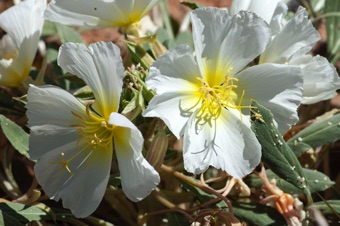 Oenothera - pollen grains  form chains by adhering to each other via vicin threads