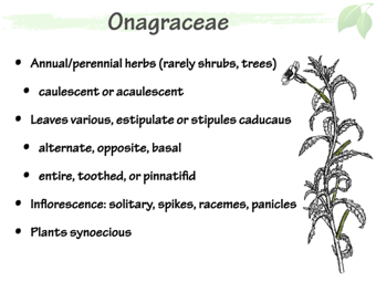 Onag02.png