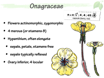 Onag03.png
