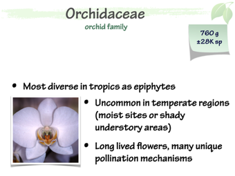 Orchid01.png