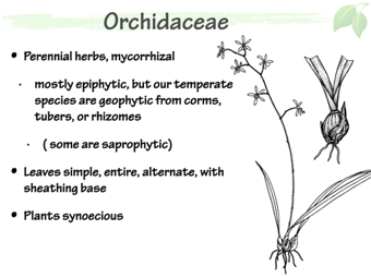 Orchid02.png
