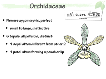 Orchid03.png