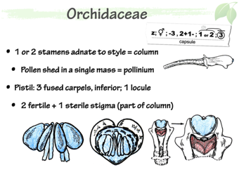 Orchid04.png