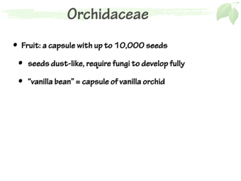 Orchid05.png