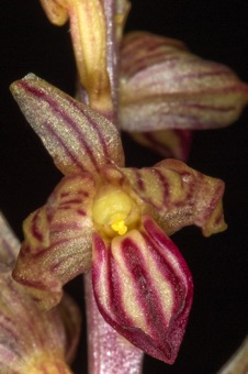 Corallorhiza striata