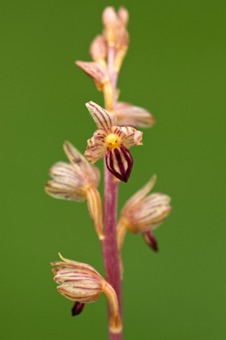 Corallorhiza striata