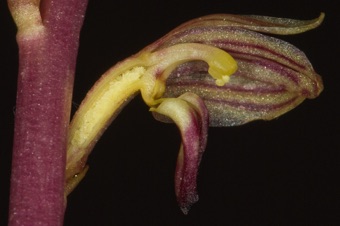 Corallorhiza striata - section through flower showing column, pollenia, and ovules in inferior ovary