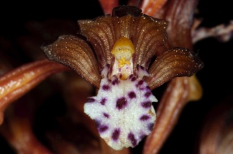 Corallorhiza maculata