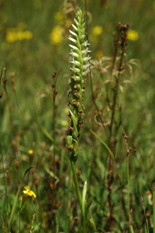 Spiranthes romanzoffiana