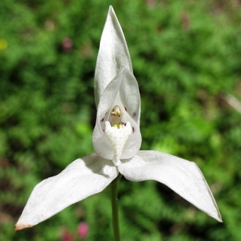 IMG_1969_orchid_mod21.jpg