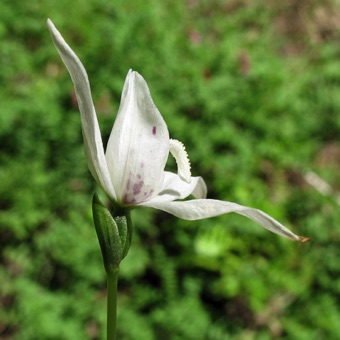 IMG_1971_orchid_mod21.jpg