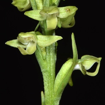 Habenaria hyperborea - Uinta Mtns