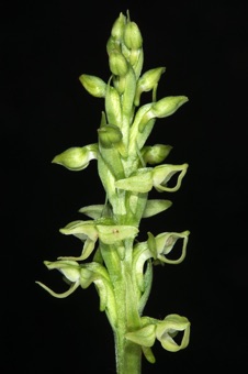 Habenaria hyperborea - Uinta Mtns