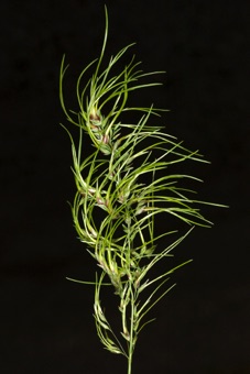 Poa bulbosa - inflorescence