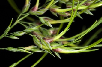 Poa bulbosa - this species is viviparous, giving rise to plantlets in place of caryopses; its the only grass that grows from true bulbs