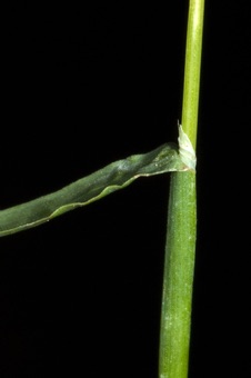 Poa bulbosa - identify open sheath, ligule, collar, blade, stem (=culm)