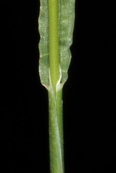 Poa bulbosa - identify open sheath, ligule, collar, blade, stem (=culm)