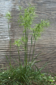 Poa bulbosa