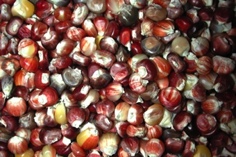 Corn caryopses