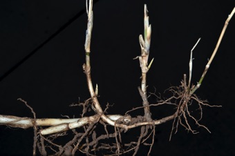 Grass rhizome