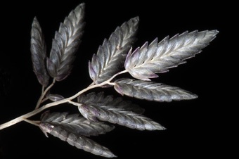 Grass spiklets - what and where are the glumes?
