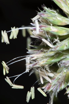 at anthesis; anthers and stigmas protruding from lemma and palea apparent