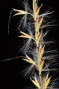 Miscanthus spiklets - each spikelet is surrounded by a ring of hairs