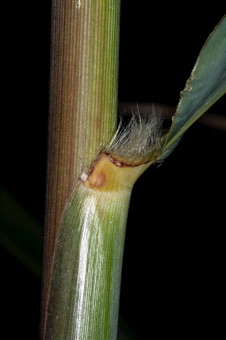 Miscanthus culm with sheathing leaf base, collar, and blade
