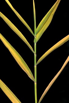 Two ranked leaves