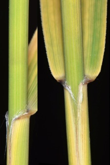 Leaves with open sheaths, blade, collar (no ligule or auricles)