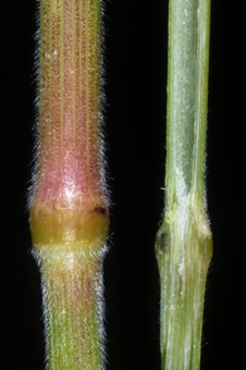 Culm at node (left) and sectioned (right; upside down...oops). Right image shows hollow internode