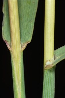 Leaves with open sheaths, ligule, blade, collar