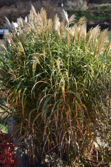 Miscanthus sinensis