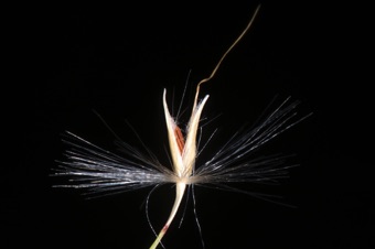 Miscanthus individual spiklet.  The two glumes are apparent. The lemma and palea are membranous and hidden by the glumes, but the awn from the lemma is apparent.