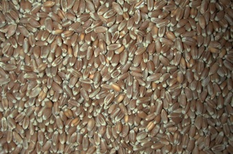 Wheat caryopses