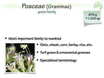 Poa01.png