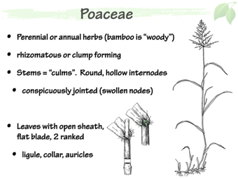 Poa02.png